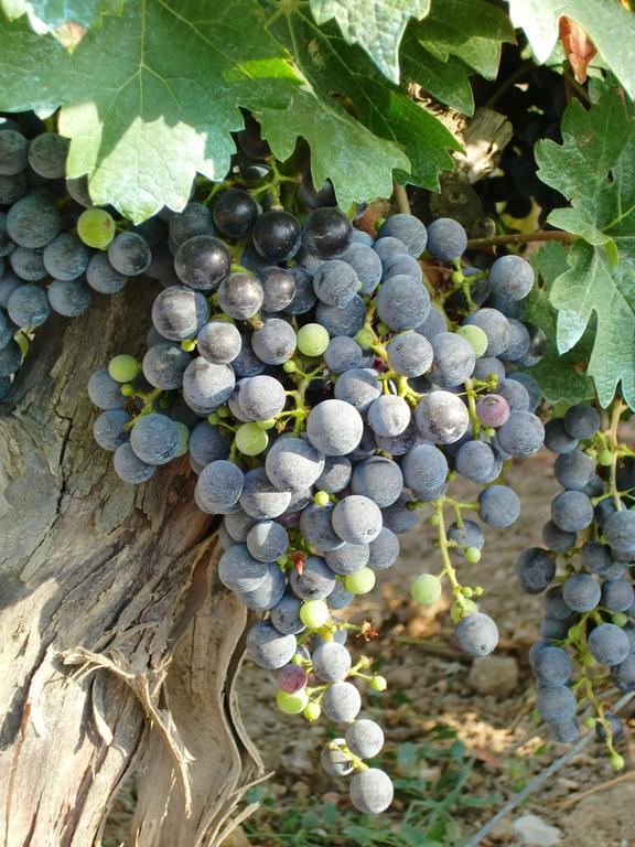 Château Rieutort Saint-Pargoire Ngoại thất bức ảnh